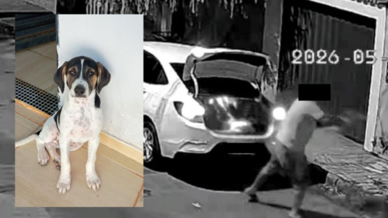 Homem é flagrado arremessando cachorro para fora de carro em Araxá e Polícia Civil abre investigação