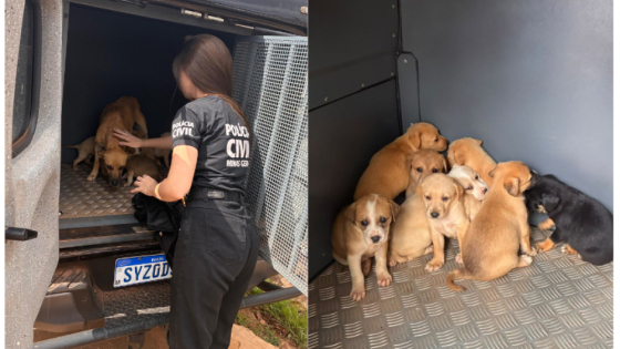 Cadela desnutrida e oito filhotes são resgatados em Campos Altos