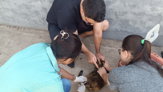 Vacinação antirrábica atende bairros de Araxá nesta quinta-feira (1º)